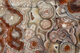 Polished Crazy Lace Agate Slab - Mexico #335037-1